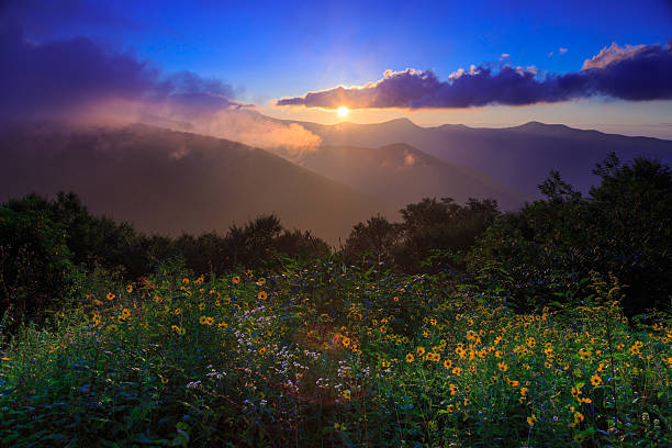 natur sonnenaufgang landschaft wild blumen - wnc stock-fotos und bilder