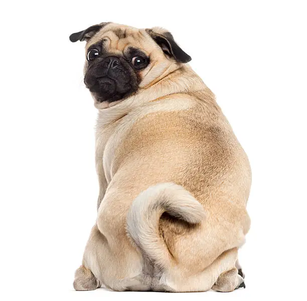 Rear view of a Pug sitting and looking at the camera, isolated on white (1 year old)