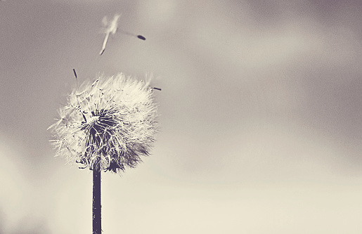 A seeding dandelion in black & white.