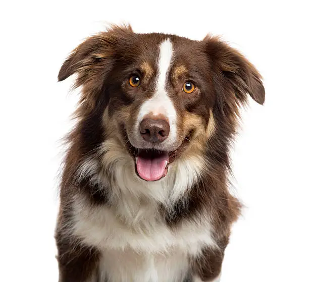 Close up of a Border Collie sticking the tongue out and looking at the camera, isolated on white (3 years old)