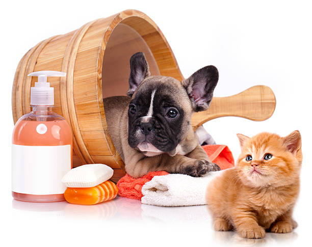 French  bulldog puppy and Kitten