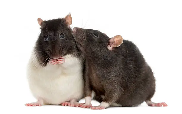 Photo of Couple of rats sitting and sniffing, isolated on white