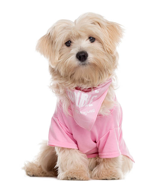 istock Maltese puppy dressed, sitting and looking at the camera 514321316