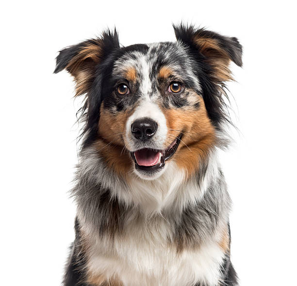 Close up of an Australian Shepherd isolated on white Close up of an Australian Shepherd looking at the camera, isolated on white (1 year old) australian shepherd stock pictures, royalty-free photos & images