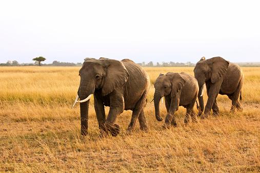 Family of elephants (Loxodonta) on the Maasai Mara National Reserve safari in southwestern Kenya.