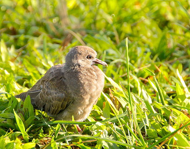 istock The closeup view of young chick 514322187