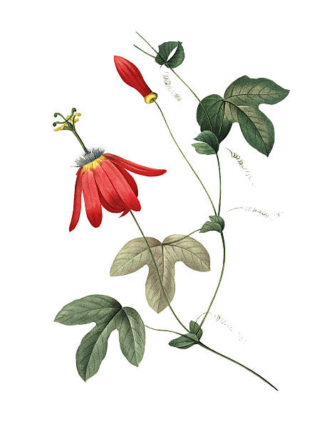 passiflora racemosa/redoute цветок иллюстрации - botany antique illustration and painting passion flower stock illustrations