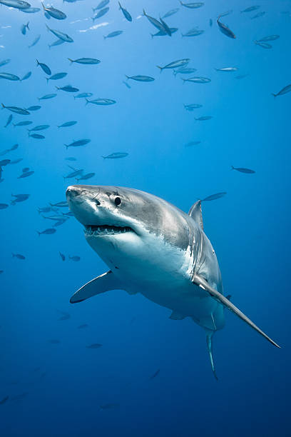 Great White Shark Great white shark - Carcharodon carcharias, in pacific ocean near the coast of Guadalupe Island - Mexico. shark photos stock pictures, royalty-free photos & images
