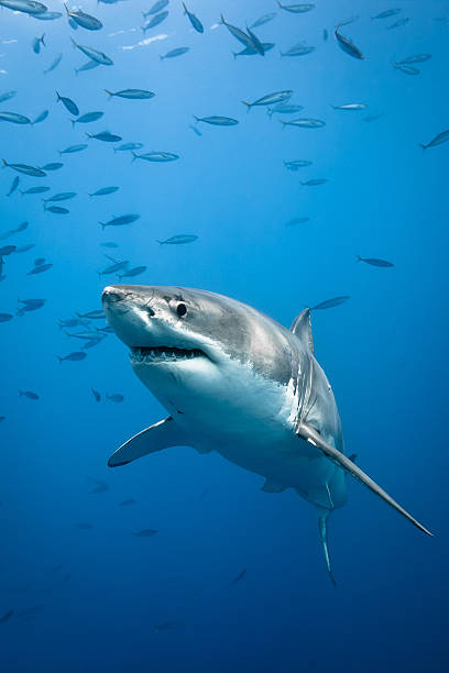 Great White Shark Great white shark - Carcharodon carcharias, in pacific ocean near the coast of Guadalupe Island - Mexico. predator teeth stock pictures, royalty-free photos & images