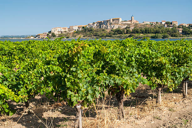 Bages, village near Narbonne Bages (Narbonne, Languedoc-Roussillon, France): historic village, pond and vineyard narbonne stock pictures, royalty-free photos & images