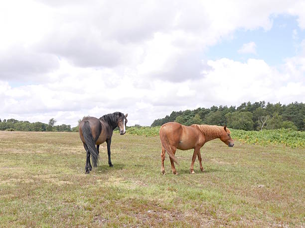 istock wild horses heath new forest national park summer 514325200