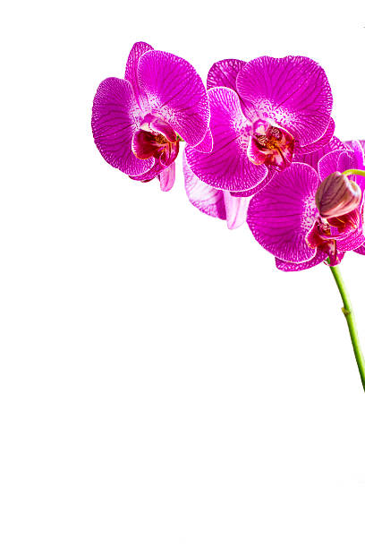 istock Close up purple orchid flowers, white background with copy space 514325852