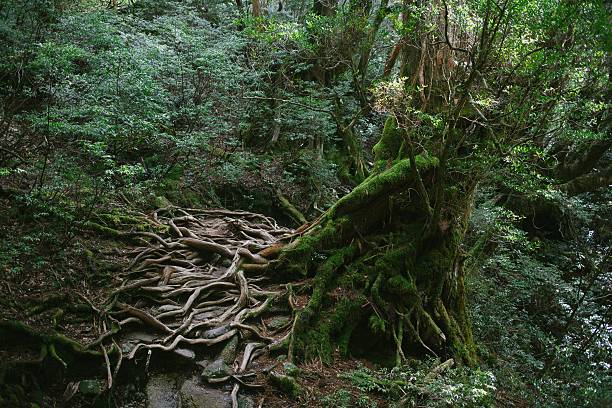 istock big roots in hiking road 514327276