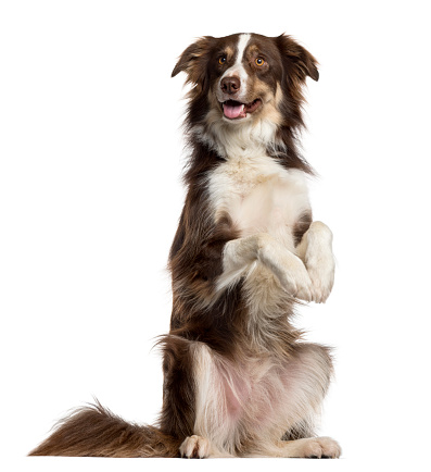 Border Collie on his hind legs sticking the tongue out, isolated on white (3 years old)