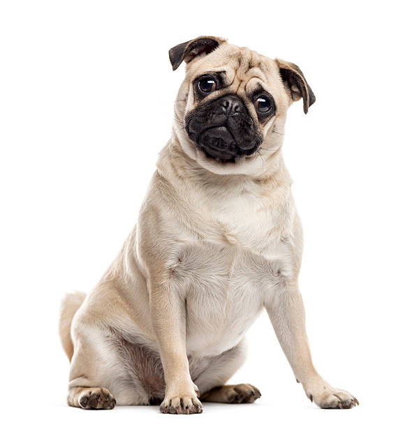 Pug sitting and looking at the camera, isolated on white Pug sitting and looking at the camera, isolated on white pug stock pictures, royalty-free photos & images