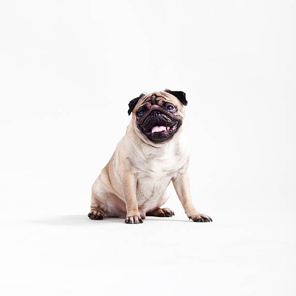 Pug Closeup of a Pug pug stock pictures, royalty-free photos & images