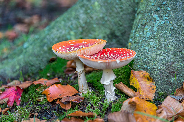 two mushroom in forest,between tree roots - amanita parcivolvata stockfoto's en -beelden