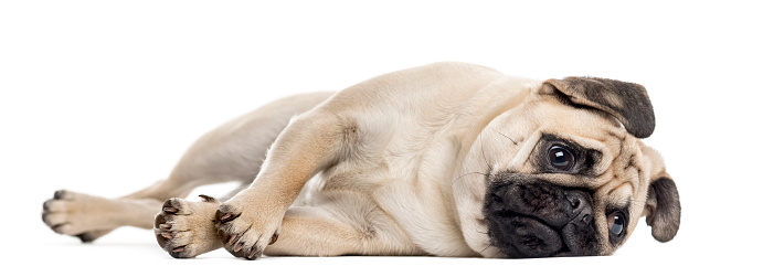 friendly pug dog lying isolated on white background