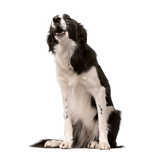 Border Collie sitting and yawning, isolated on white Border Collie sitting and yawning, isolated on white (1 year old) howling stock pictures, royalty-free photos & images