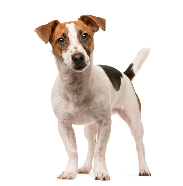 Jack Russell looking at the camera, isolated on white Jack Russell standing up and looking at the camera, isolated on white jack russell terrier stock pictures, royalty-free photos & images