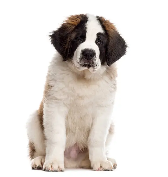 Saint-Bernard puppy sitting and looking at the camera, isolated on white (3 months old)