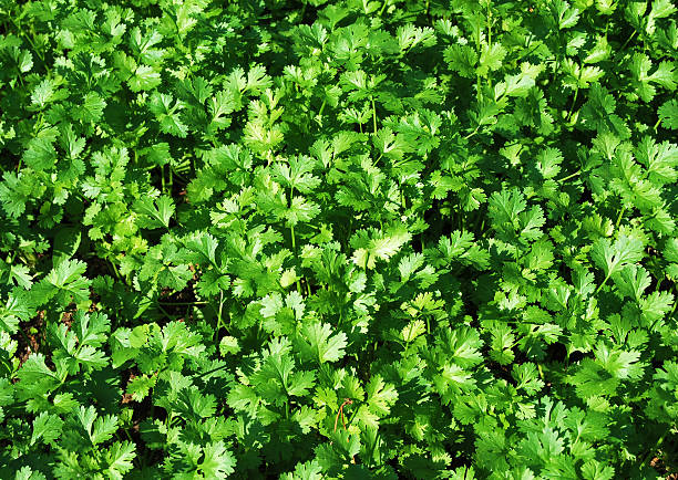 istock Coriander field. Chinese parsley field. 514331054