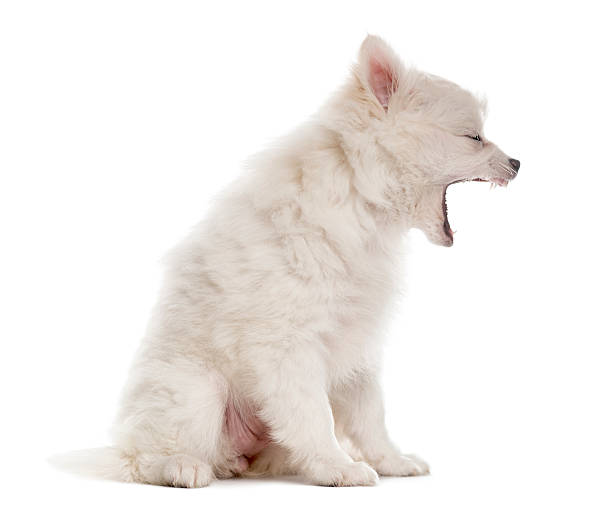 istock German Spitz puppy sitting and yawning, isolated on white 514331078