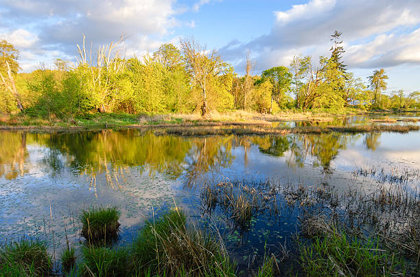 istock Nisqually National Wildlife Refuge 514331090