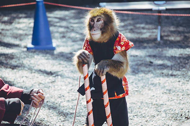 scimmia circo su palafitte preparati a esibire le sue prestazioni. - primacy foto e immagini stock