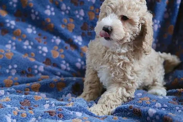 Beautiful babydog poodle with tongue out