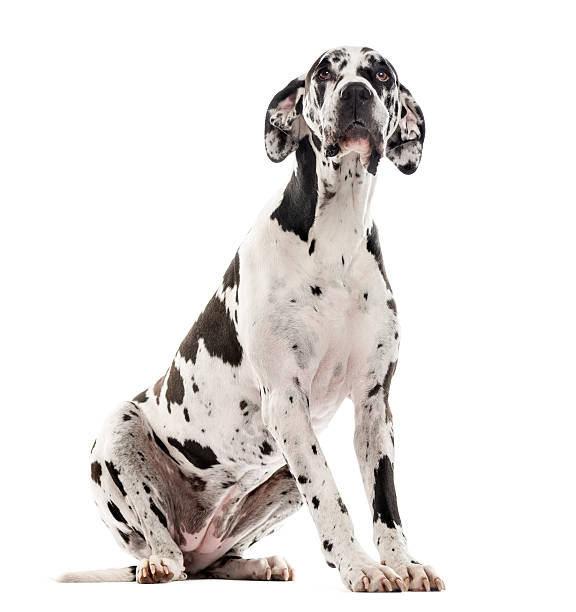istock Great Dane sitting and looking up, isolated on white 514331792