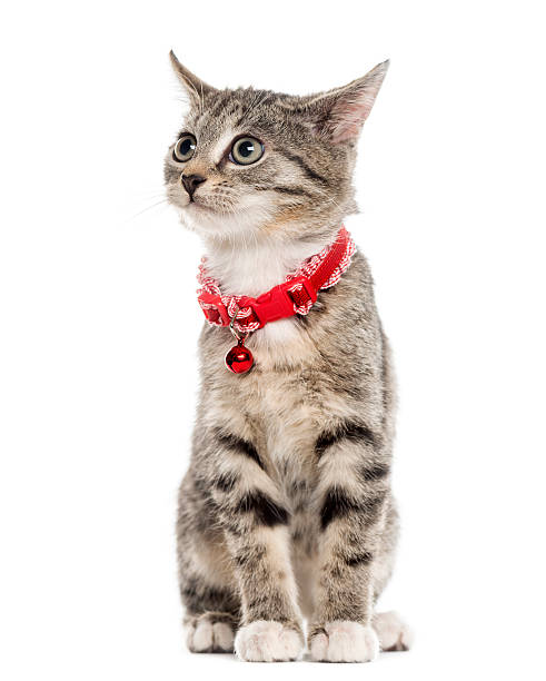 istock European Shorthair kitten looking away, isolated on white 514331890