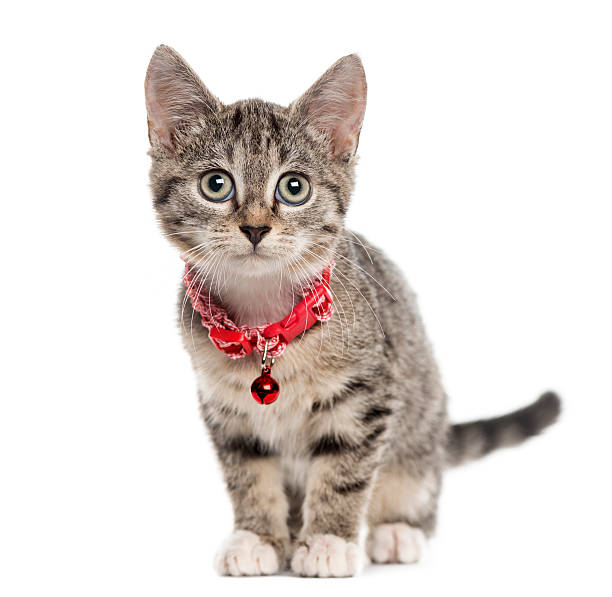 European Shorthair kitten, isolated on white European Shorthair kitten sitting and looking at the camera, isolated on white (2,5 months old) collar stock pictures, royalty-free photos & images