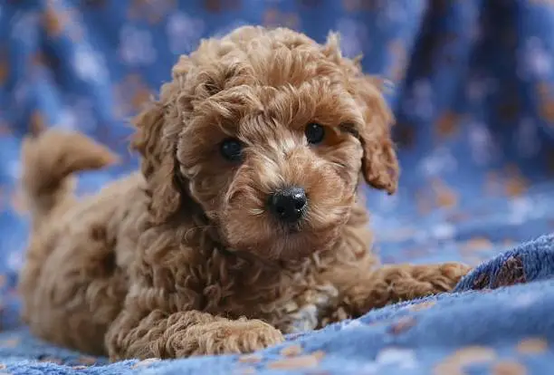 Beautiful baby dog poodle