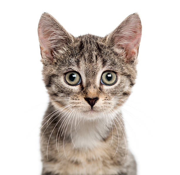 istock European Shorthair kitten looking the camera, isolated on white 514332306