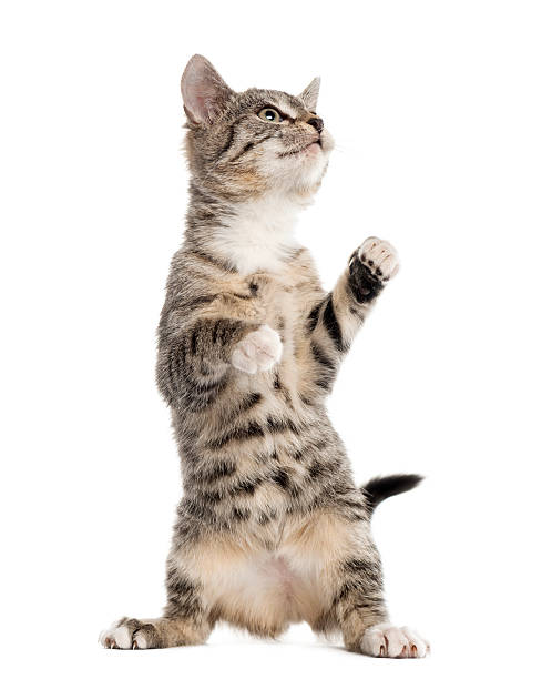 istock European Shorthair kitten playing, isolated on white 514332428