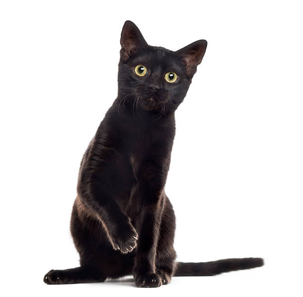 istock Black cat kitten with a paw up, isolated on white 514332812