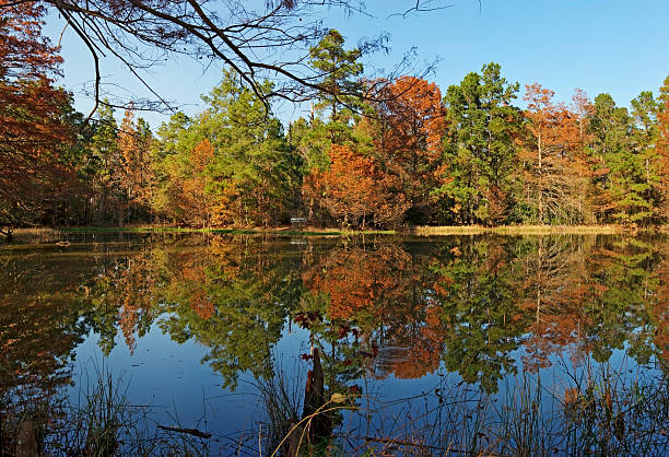 reflets sur un étang-w g dupont état forest - bench forest pond autumn photos et images de collection