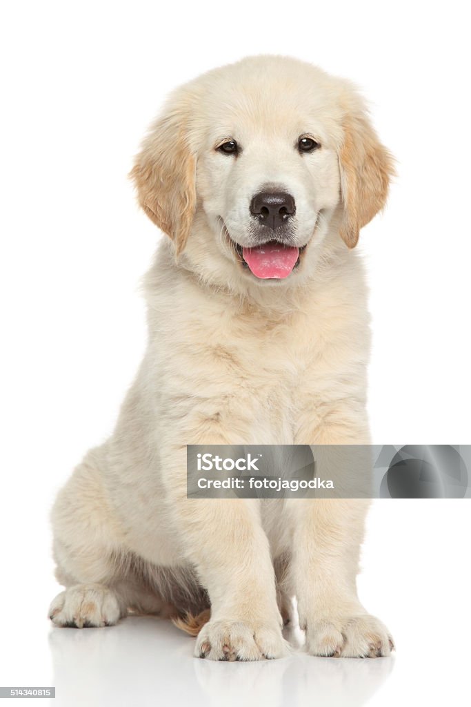 Golden retriever puppy Golden retriever puppy. Portrait on white background Animal Stock Photo