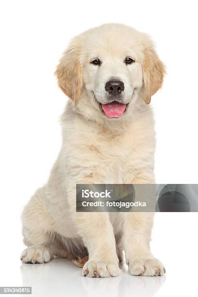 Golden Retriever Puppy Stock Photo - Download Image Now - Animal, Animal Themes, Cute