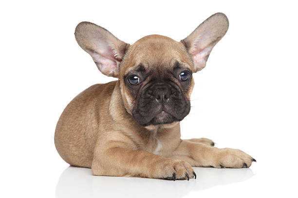 istock French Bulldog puppy 514340823