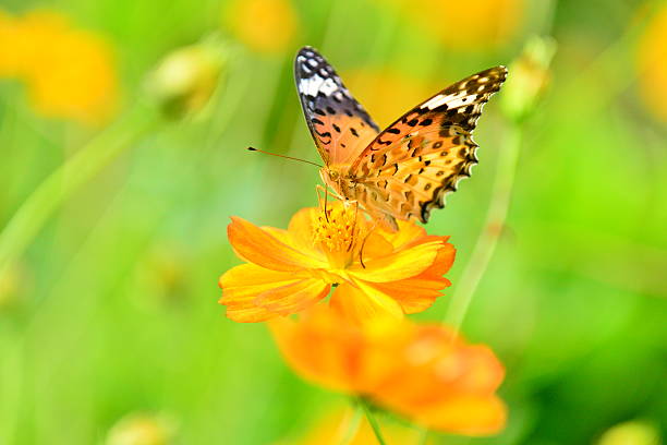 istock Yellow Cosmos and Butterfly 514341401