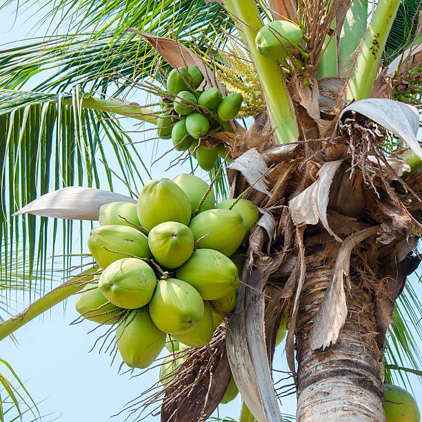 istock coconut tree with fruits against blue sky 514342765