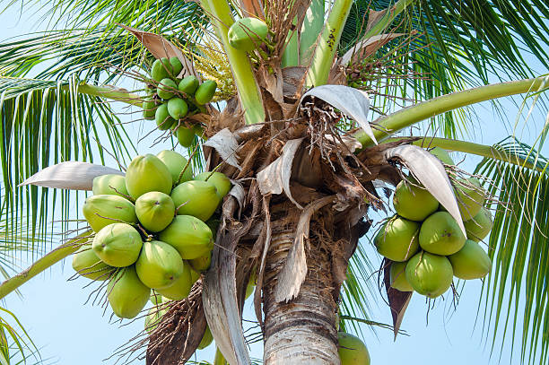 istock coconut tree with fruits against blue sky 514342779