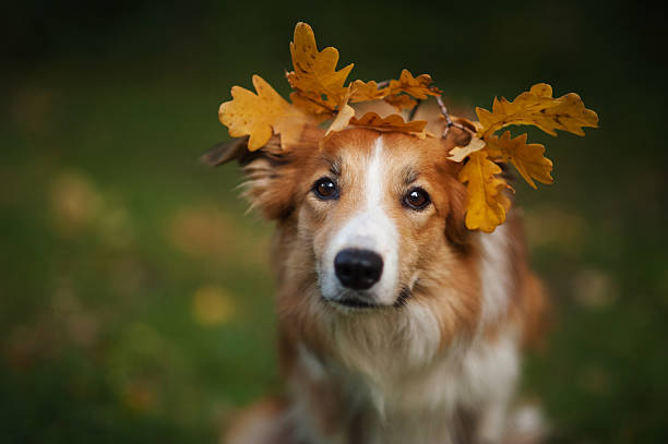istock Border Collie under yellow leaves in autumn 514342947