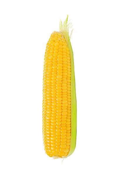 corn cob sobre fondo blanco - corn corn crop corn on the cob isolated fotografías e imágenes de stock
