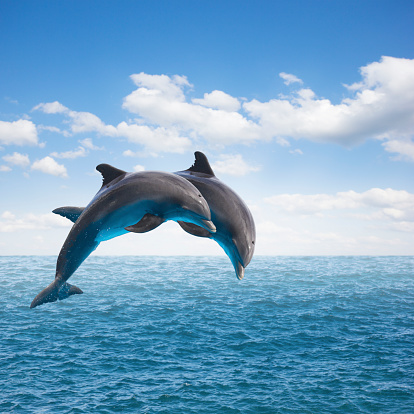 two jumping dolphins, seascape with deep  ocean  waters and cloudscape