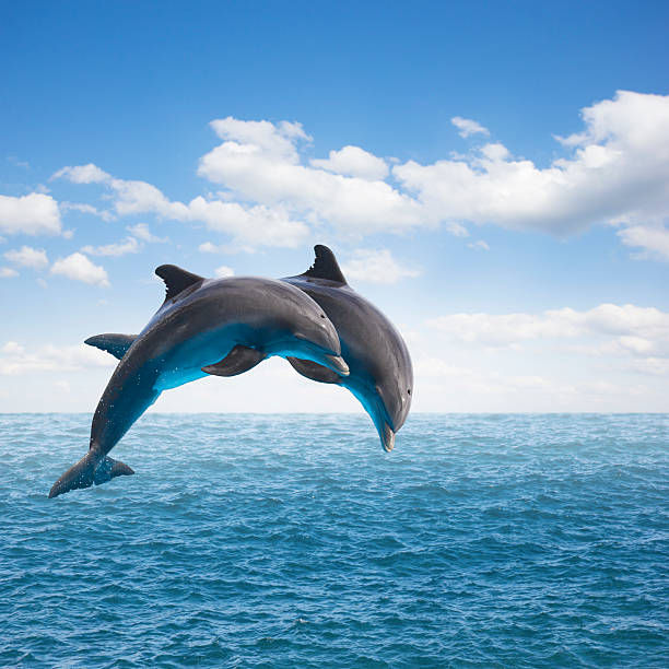 two  jumping dolphins two jumping dolphins, seascape with deep  ocean  waters and cloudscape dolphin stock pictures, royalty-free photos & images
