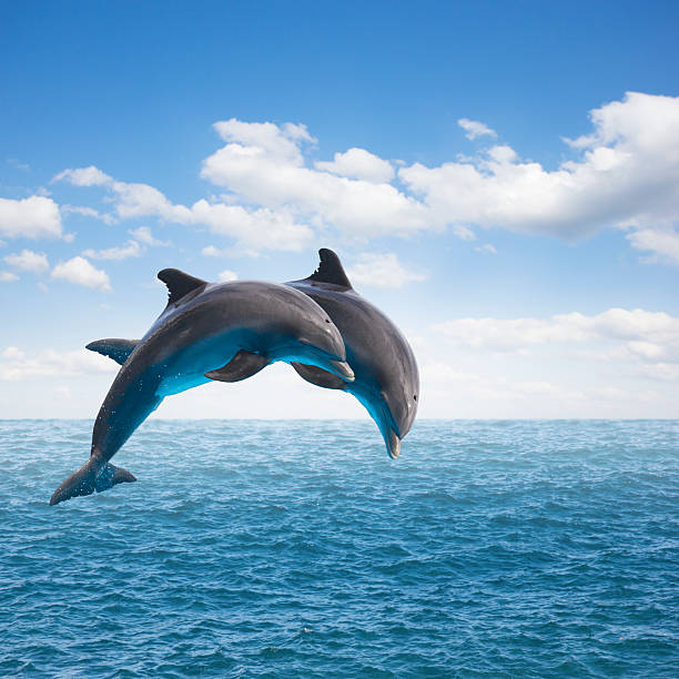 two  jumping dolphins two jumping dolphins, seascape with deep  ocean  waters and cloudscape jumping into water stock pictures, royalty-free photos & images