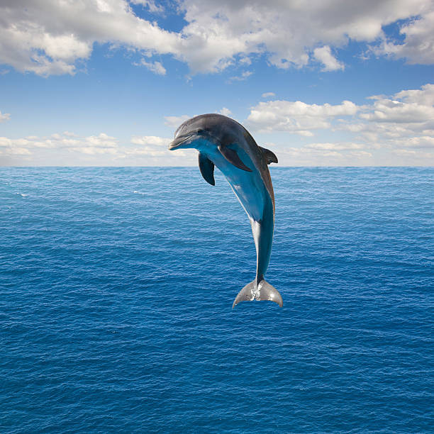pojedynczy skokowy dolphin - skokowy zdjęcia i obrazy z banku zdjęć